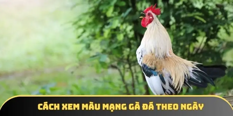 Cách xem màu mạng gà đá theo ngày chuẩn ngũ hành tại KKWIN
