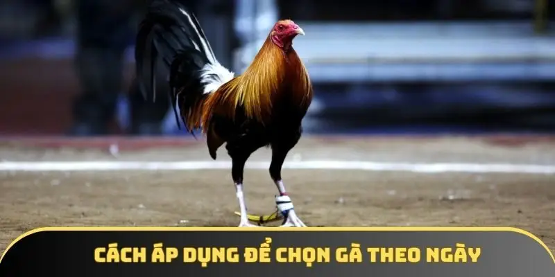 Cách xem màu mạng gà đá theo ngày tại KKWIN