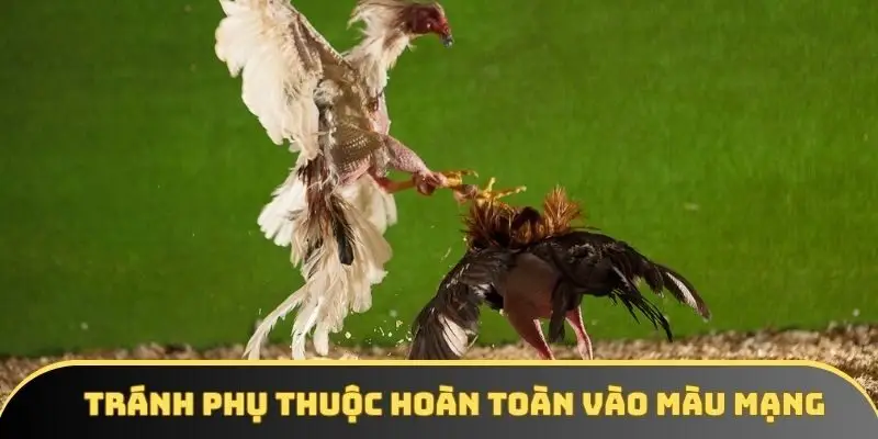 Hội nên không nên phụ thuộc hoàn toàn vào màu mạng chiến kê
