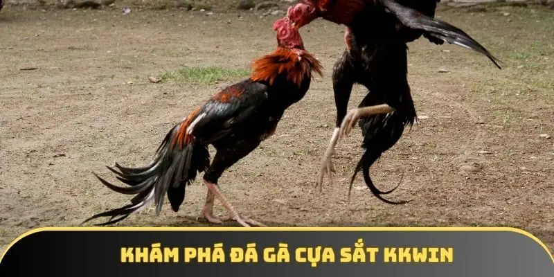 Tổng quan về đá gà cựa sắt tại nhà cái KKWIN