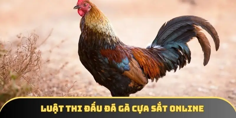 Luật tham gia đá gà đơn giản tại website KKWIN