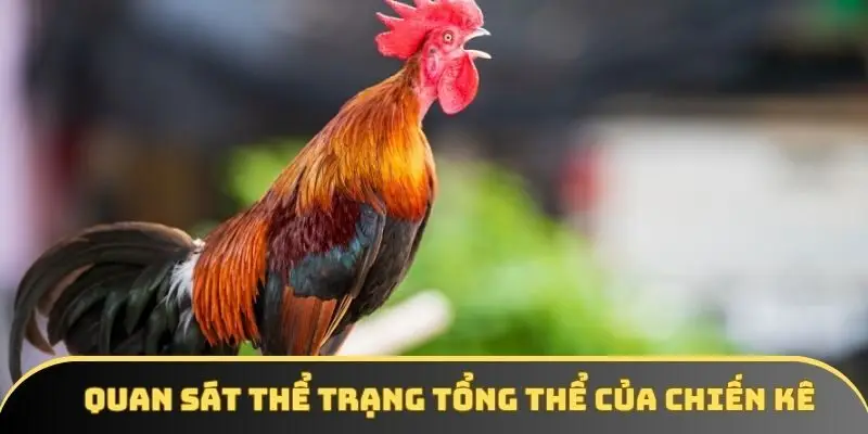 Hội viên nên quan sát kỹ về tổng thể của chiến kê