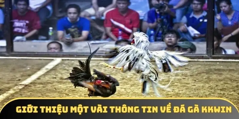 Giới thiệu một vài thông tin về đá gà KKWIN