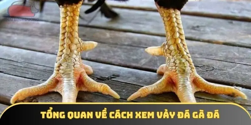 Tổng quan về cách xem vảy đá gà đá