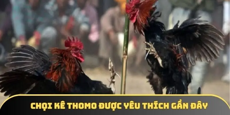 Chọi kê Thomo được yêu thích gần đây Chọi kê Thomo được yêu thích gần đây