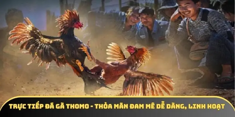 Trực tiếp đá gà Thomo - Thỏa mãn đam mê dễ dàng, linh hoạt