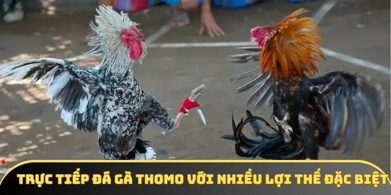 Trực tiếp đá gà Thomo với nhiều lợi thế đặc biệt Trực tiếp đá gà Thomo với nhiều lợi thế đặc biệt